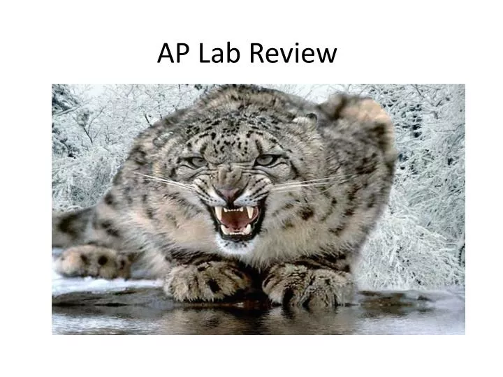 ap lab review