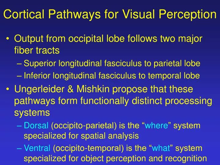 cortical pathways for visual perception