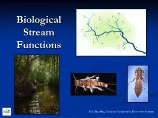 Biological Stream Functions