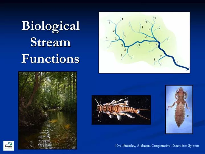 biological stream functions