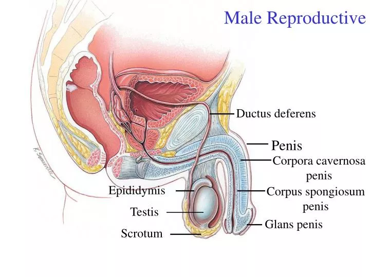 male reproductive