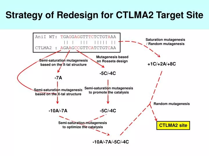 strategy of redesign for ctlma2 target site