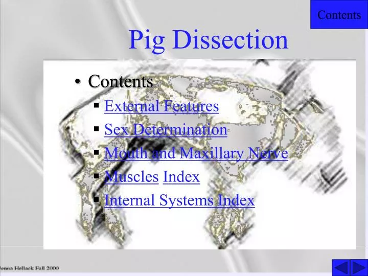 pig dissection