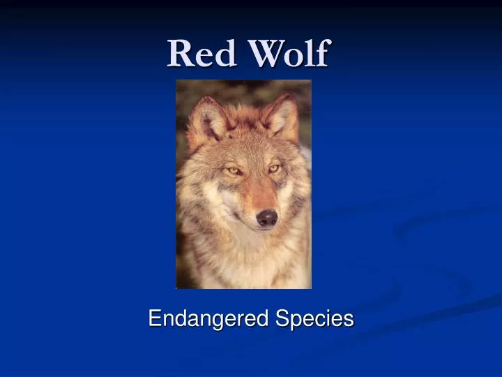 red wolf