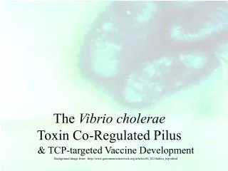 &amp; TCP-targeted Vaccine Development