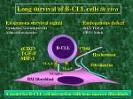BM fibroblast - slide 1