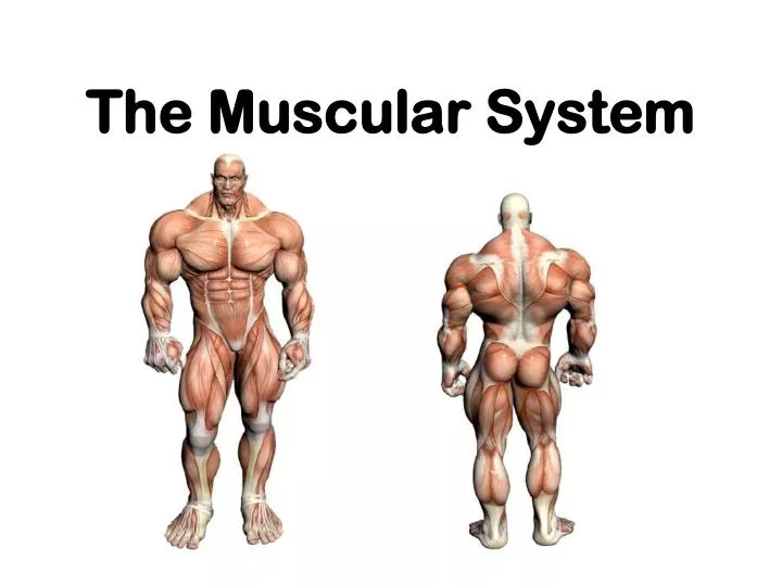 the muscular system