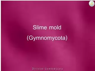 Slime mold (Gymnomycota)