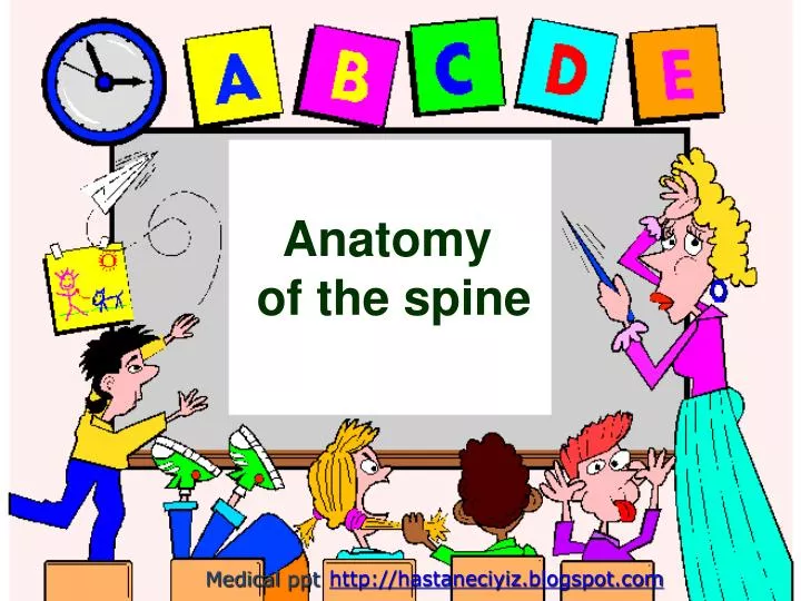 anatomy of the spine