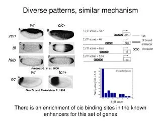 Diverse patterns, similar mechanism