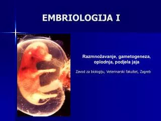 embriologija i
