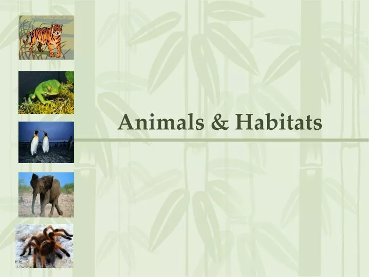 animals habitats
