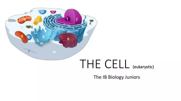 the cell eukaryotic