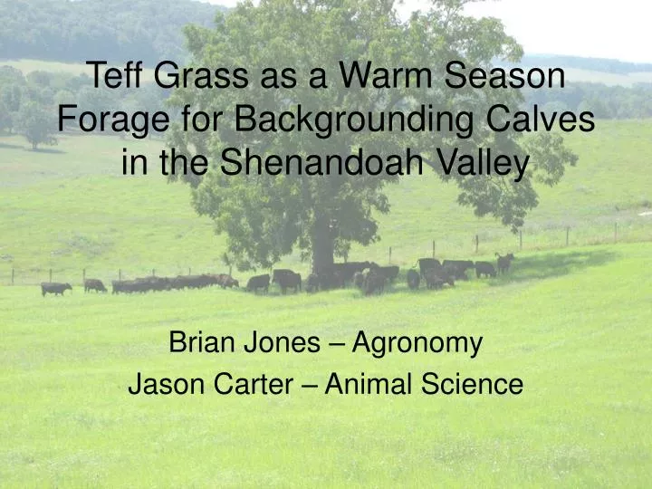 teff grass as a warm season forage for backgrounding calves in the shenandoah valley