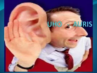 uho auris