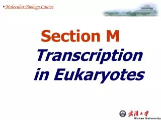 Section M Transcription in Eukaryotes