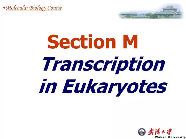 section m transcription in eukaryotes
