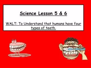 Science Lesson 5 &amp; 6 WALT: To Understand that humans have four types of teeth.