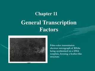 General Transcription Factors