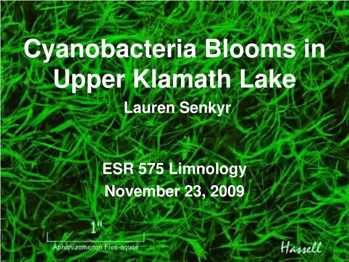 cyanobacteria blooms in upper klamath lake