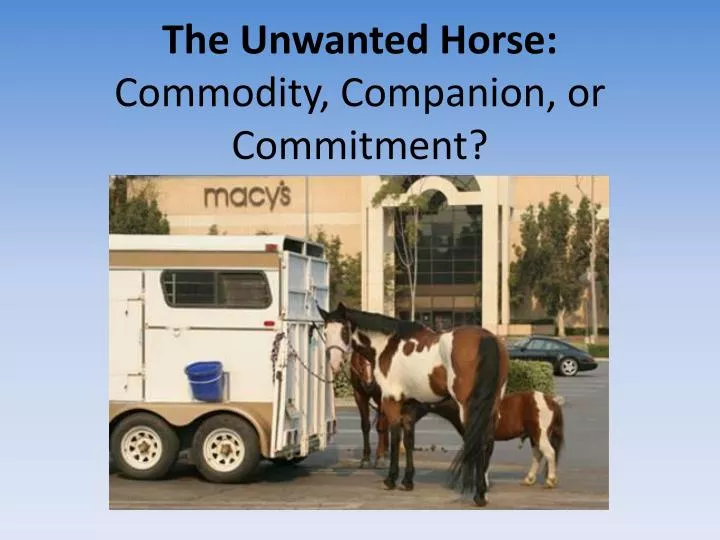 the unwanted horse commodity companion or commitment