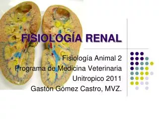fisiolog a renal