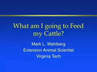 What am I going to Feed my Cattle?