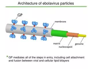 Architecture of ebolavirus particles