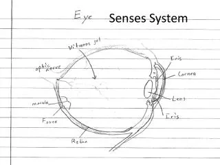 senses system