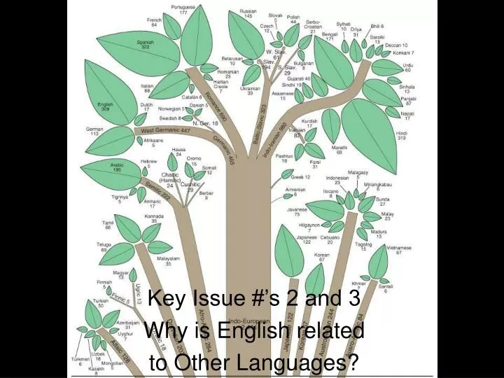 key issue s 2 and 3 why is english related to other languages
