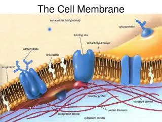 The Cell Membrane