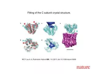 WCY Lau &amp; JL Rubinstein Nature 000 , 1 - 6 (2011) doi:10.1038/nature10699