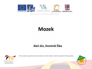mozek