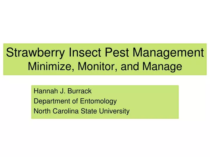 strawberry insect pest management minimize monitor and manage