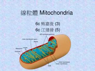 mitochondria