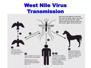 West Nile Virus Transmission