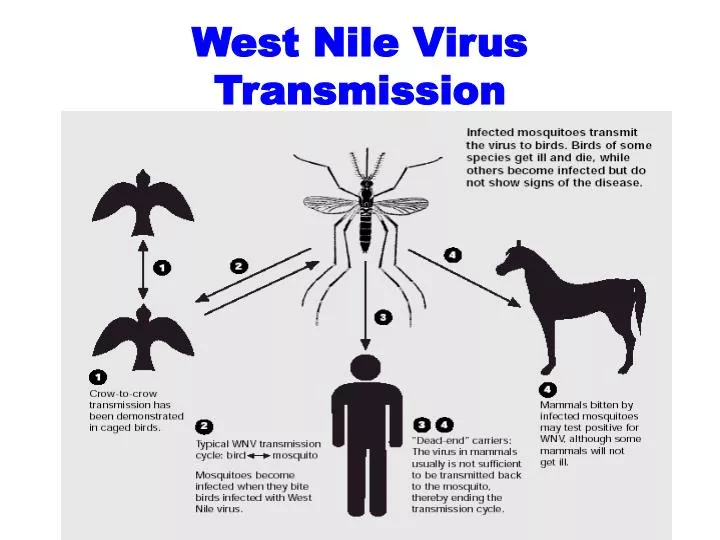 west nile virus transmission