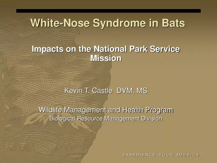 white nose syndrome in bats