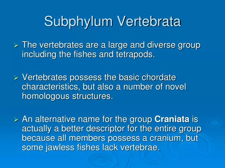 subphylum vertebrata