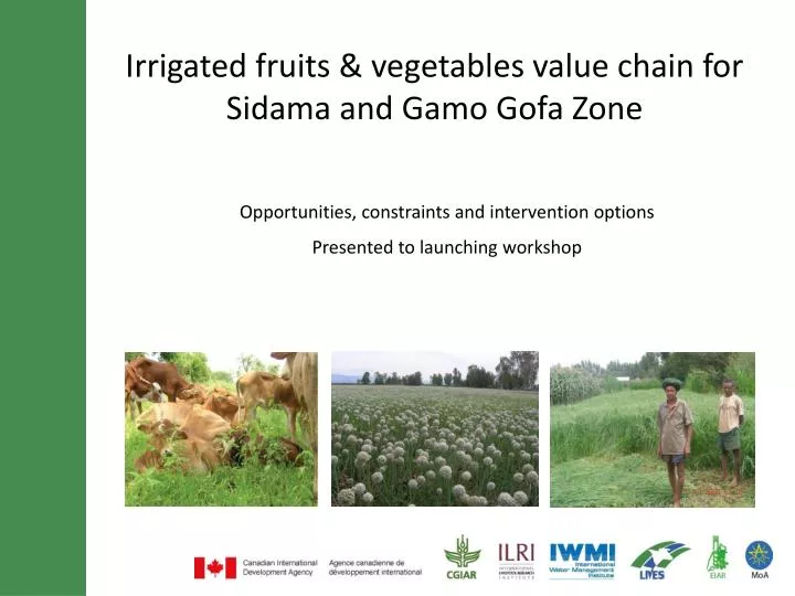 irrigated fruits vegetables value chain for sidama and gamo gofa zone