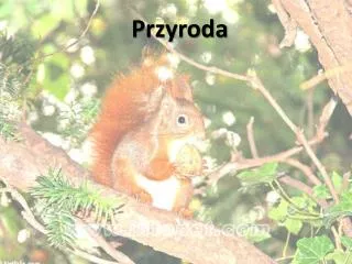 przyroda
