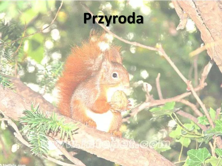 przyroda