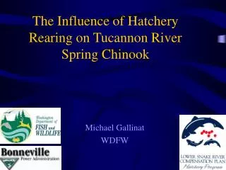 The Influence of Hatchery Rearing on Tucannon River Spring Chinook