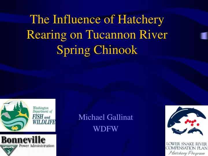 the influence of hatchery rearing on tucannon river spring chinook