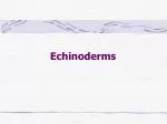 Exploring Echinoderms: Sea Stars, Urchins, and their Unique Water Vascular System - slide 1