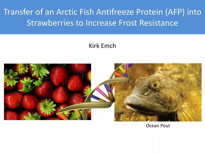 transfer of an arctic fish antifreeze protein afp into strawberries to increase frost resistance