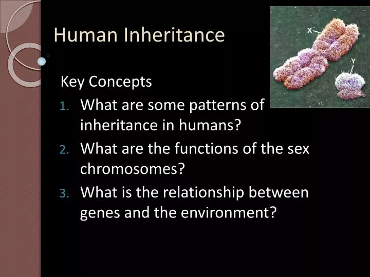 human inheritance