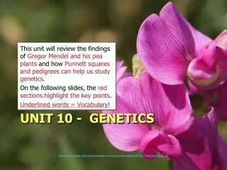 Unit 10 - Genetics