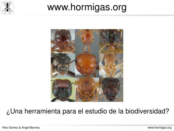 www hormigas org