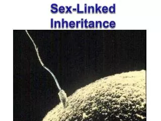 Sex-Linked Inheritance